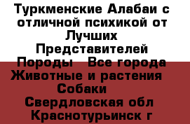 Туркменские Алабаи с отличной психикой от Лучших Представителей Породы - Все города Животные и растения » Собаки   . Свердловская обл.,Краснотурьинск г.